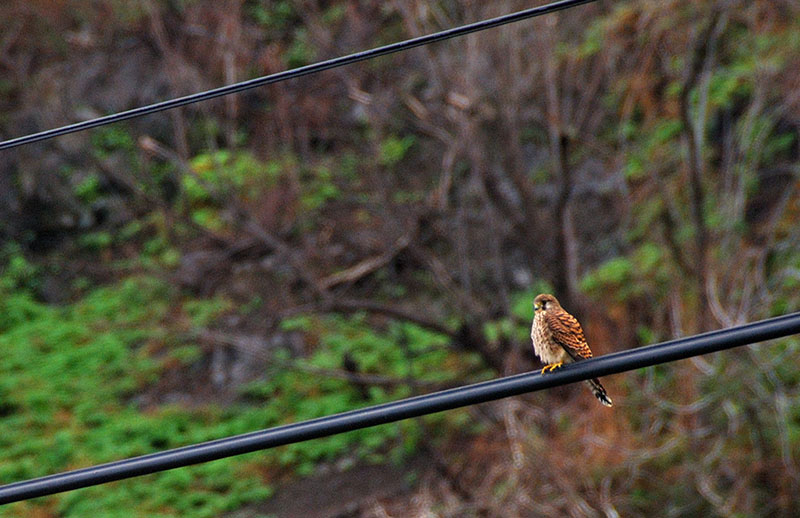 Common Kestrel,  Falco tinnunculus