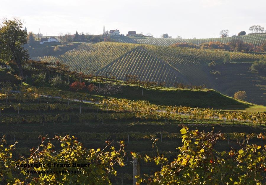 vineyard in Slovenia2