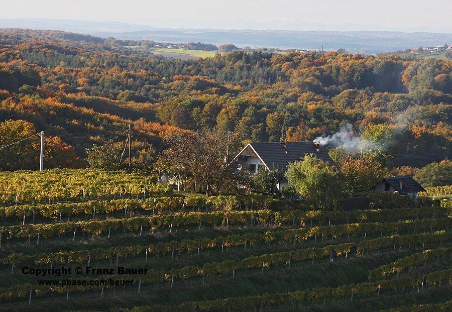 vineyard in Slovenia33.jpg