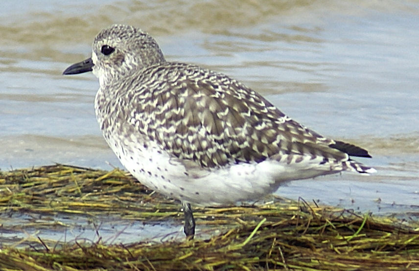 Black-bellied Plover