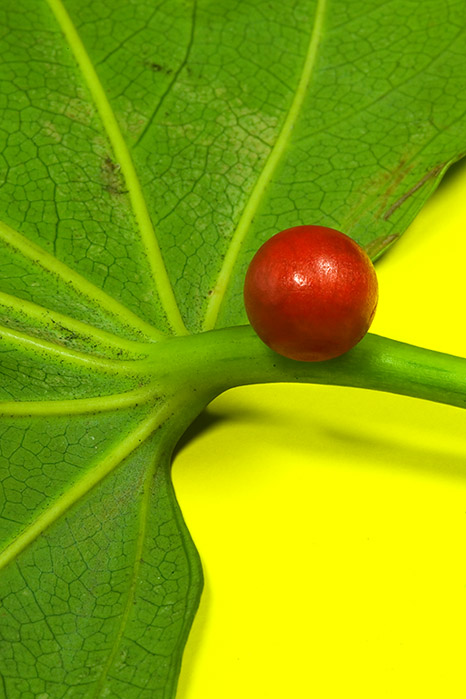 The travelling red ball