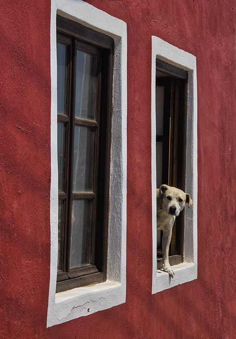 Twin windows and dog