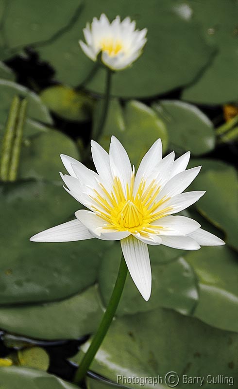 Waterlilies.jpg
