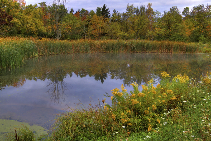 Equestrian  Pond Reflection