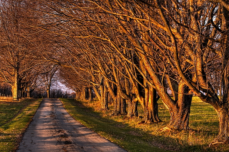 Country Road in Late Autumn