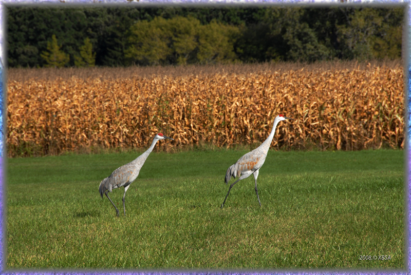 pair of cranes