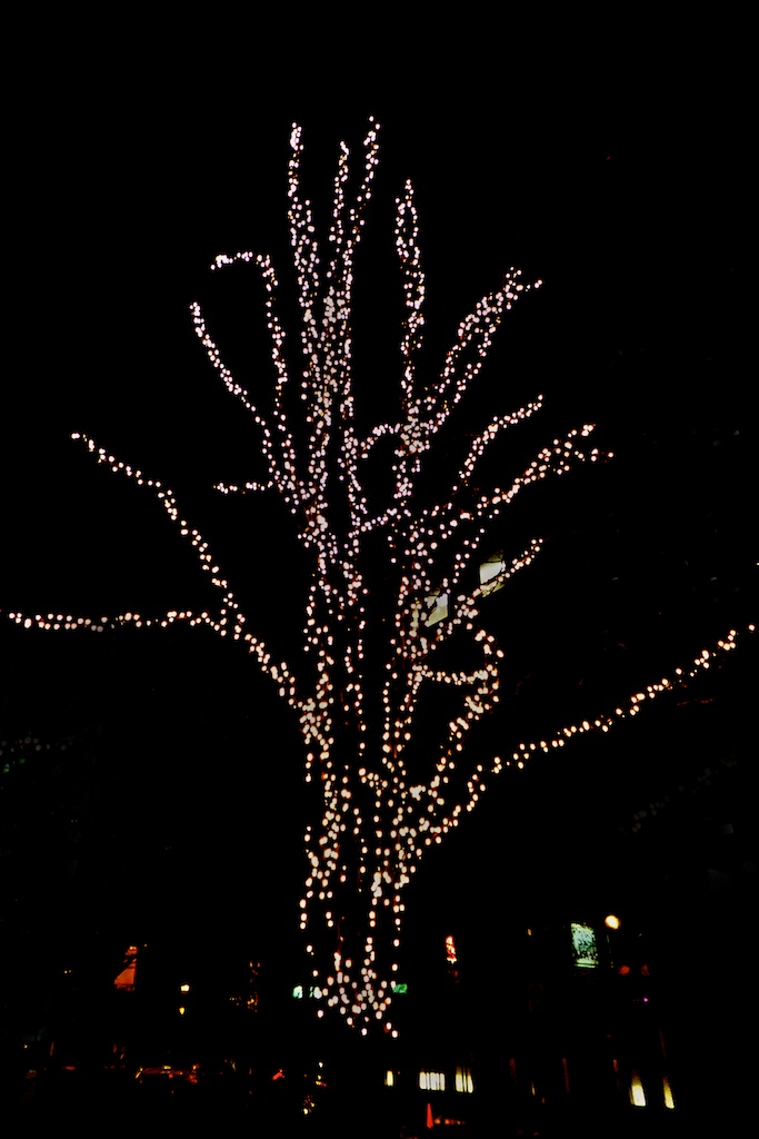 Lit Up Tree