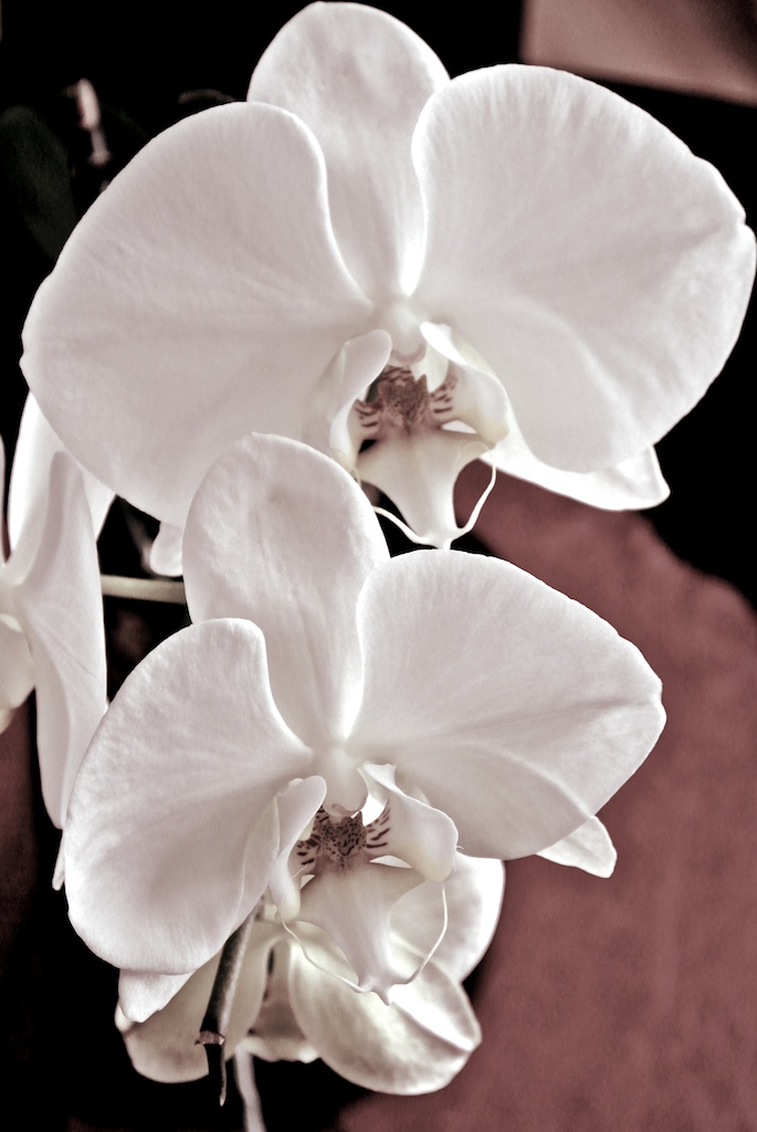 Orchid