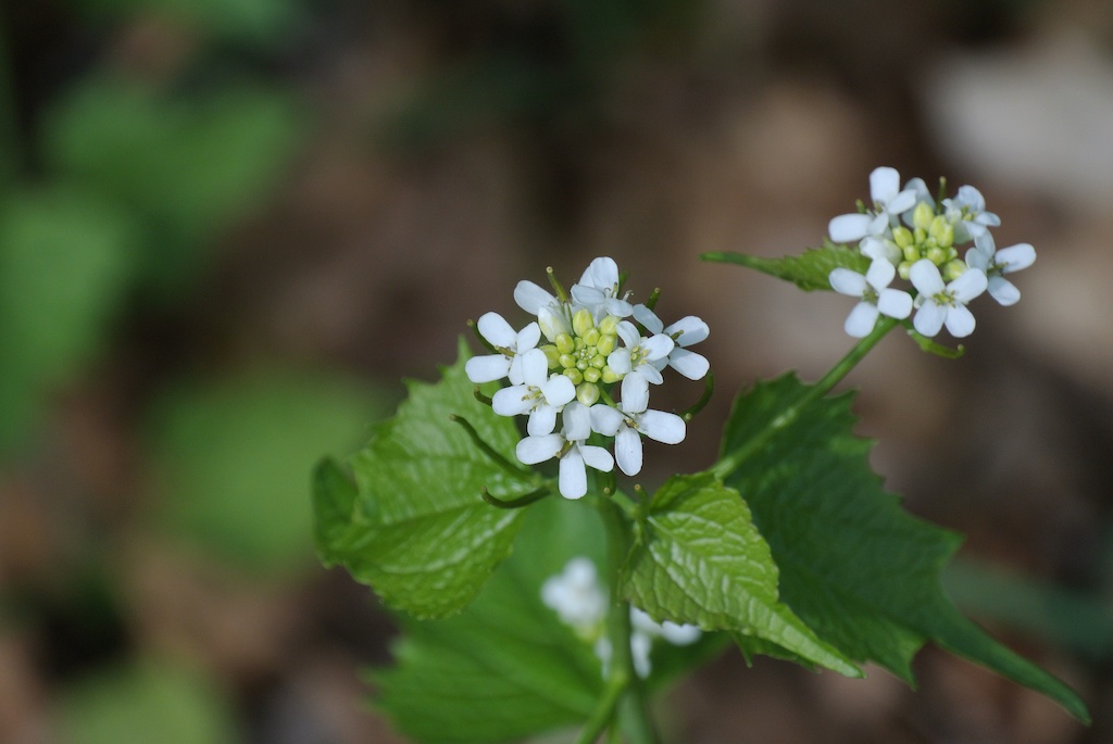 tiny wind dancers