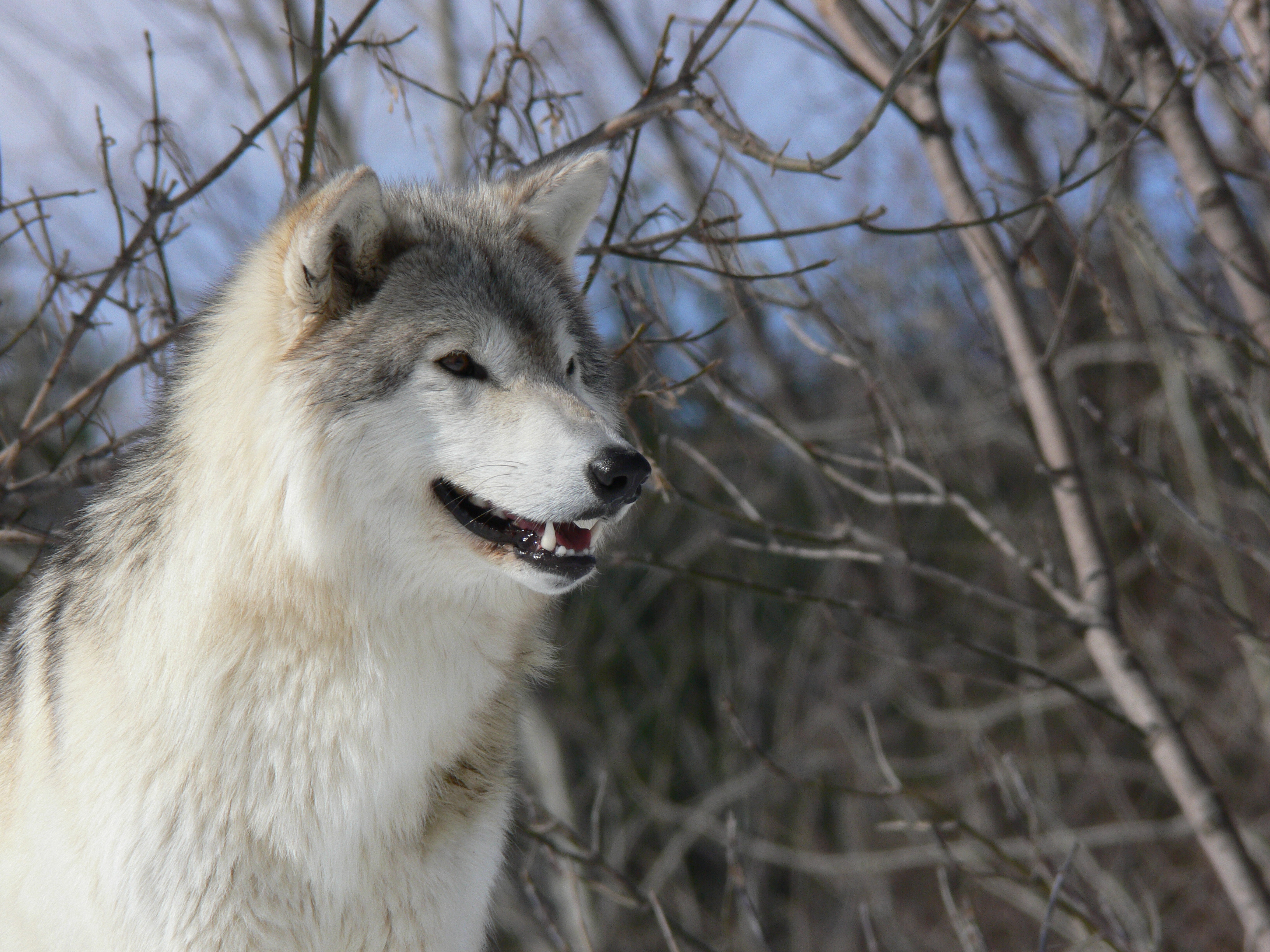 Profile of Grey Wolf Winter Scene