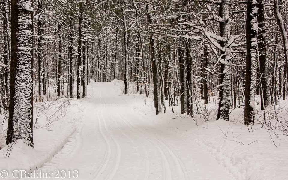 Fort enneige_Snowy forest