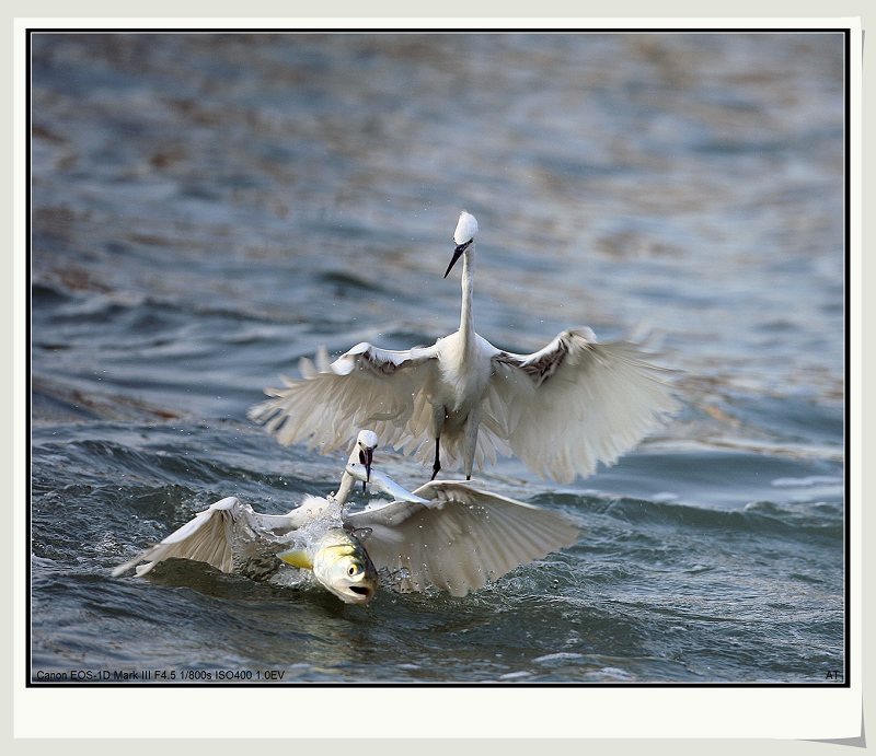 fish seizer - Little Egret