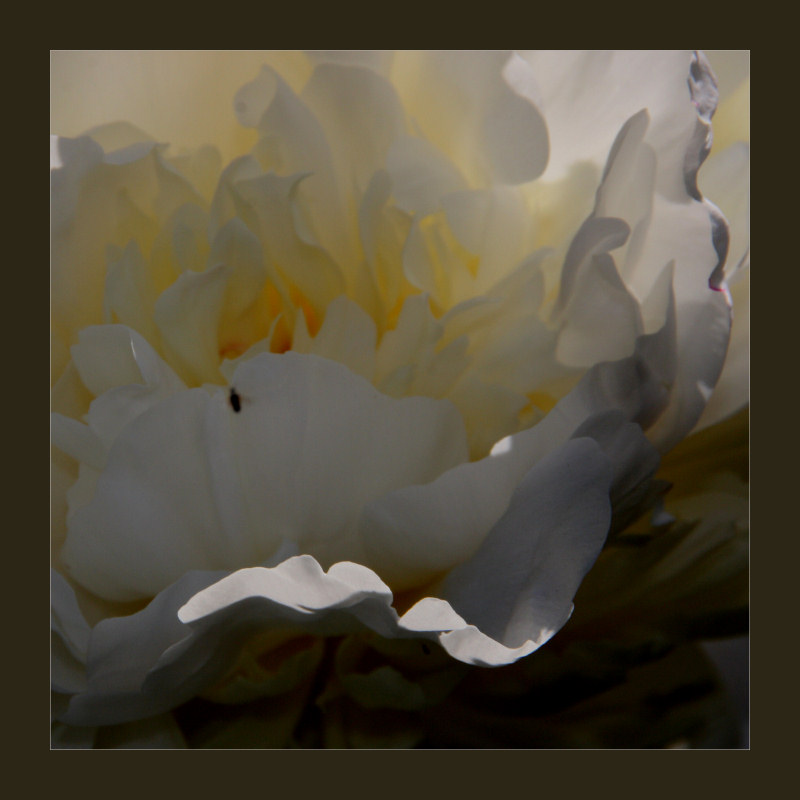 floral abstraction