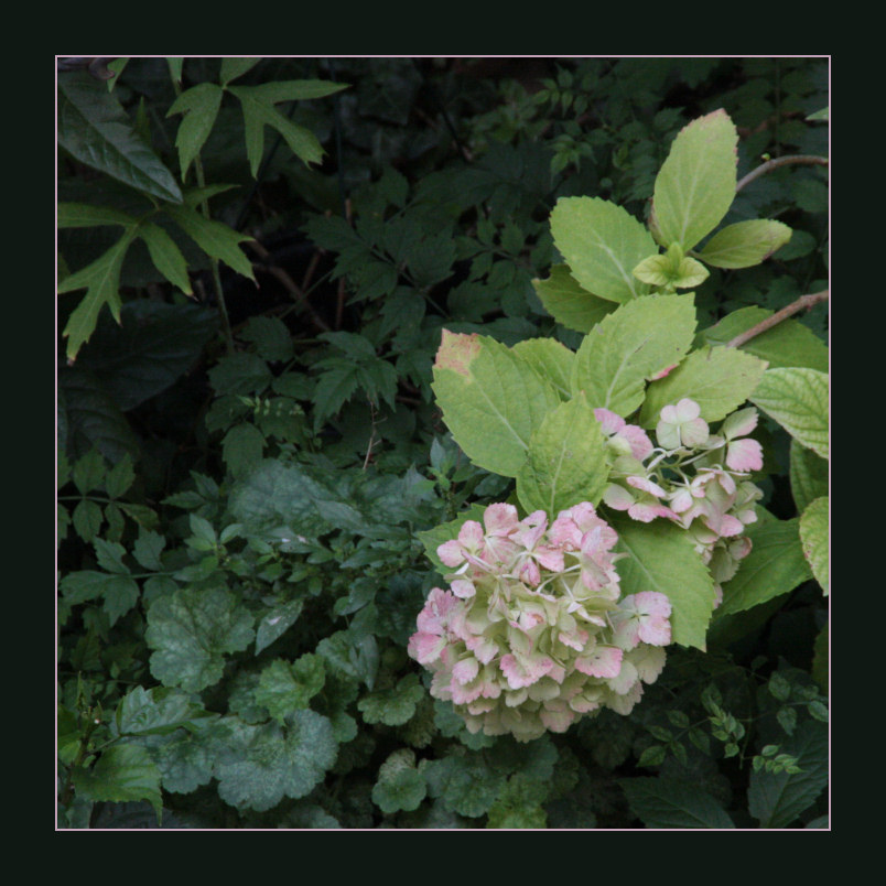 hortensia