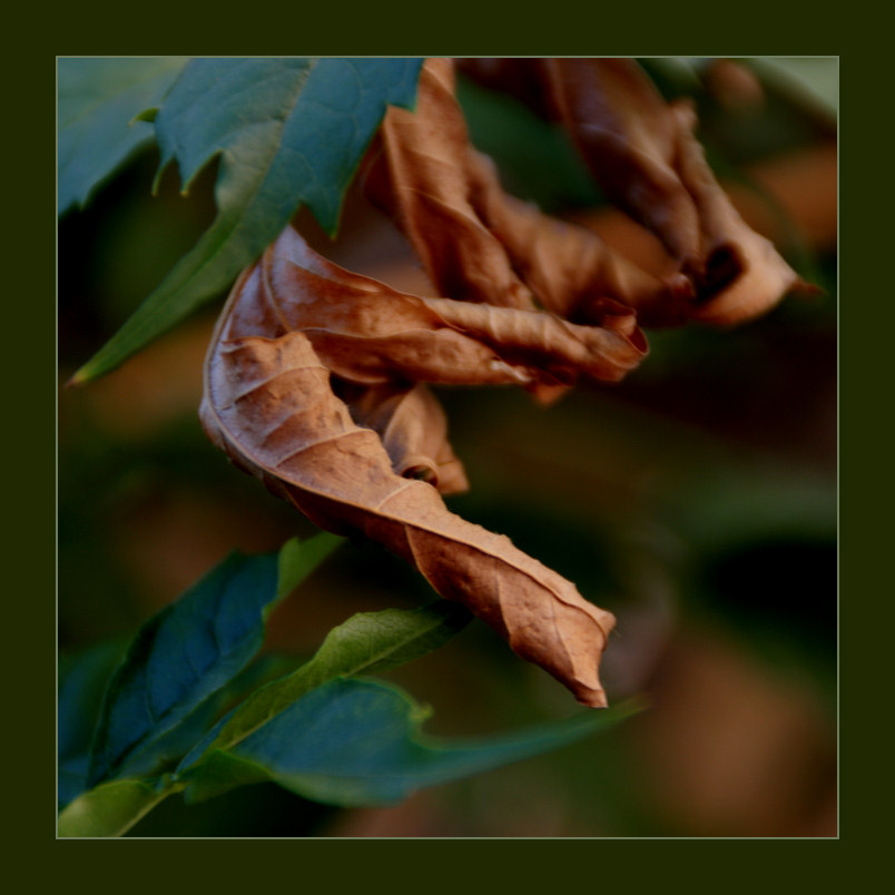 summer leaf