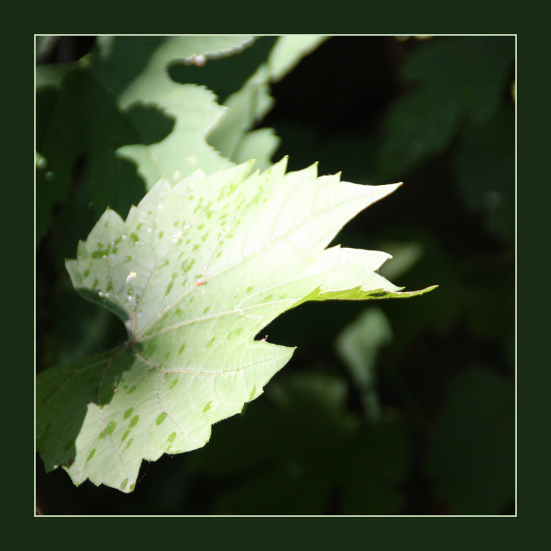 summer leaf