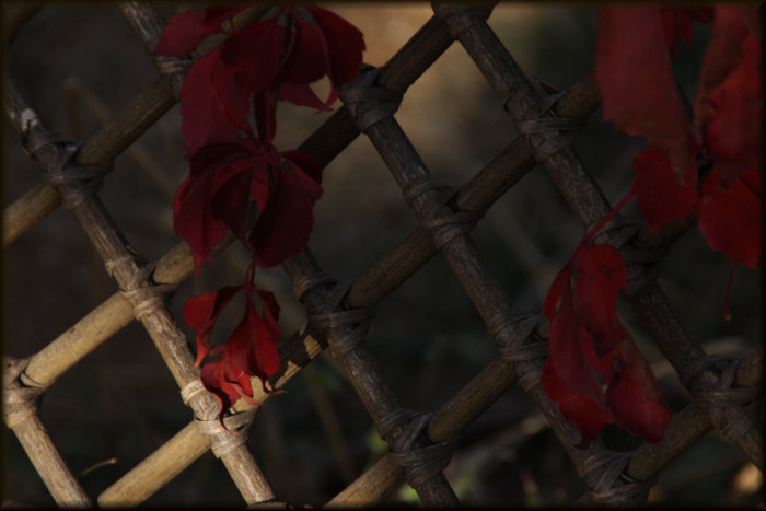 wild vine