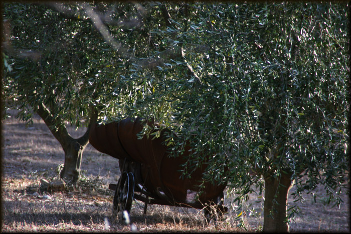 Olive Grove