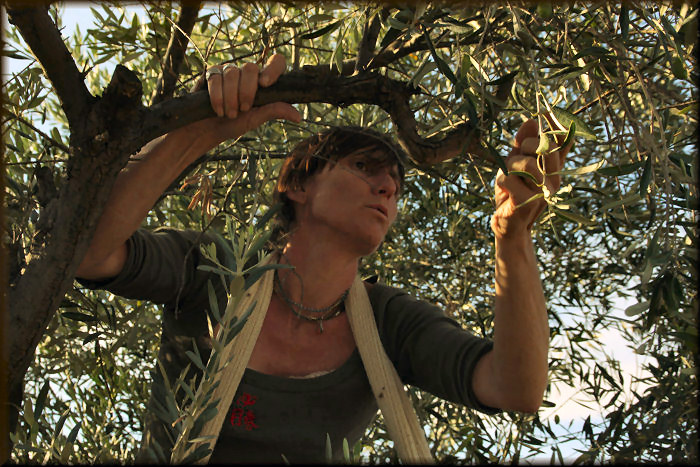 Olive Harvest