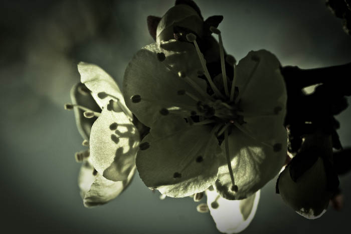 apricot blossom