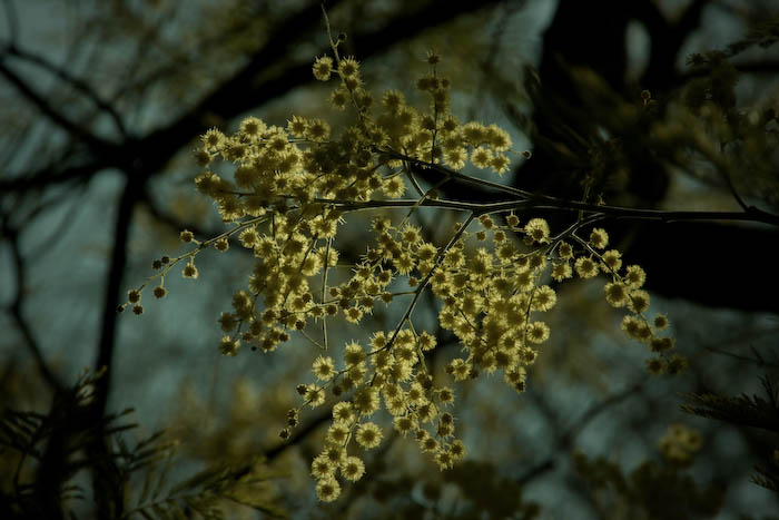 mimosa