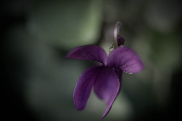 violette