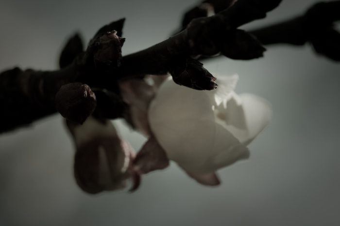 aprikot blossom