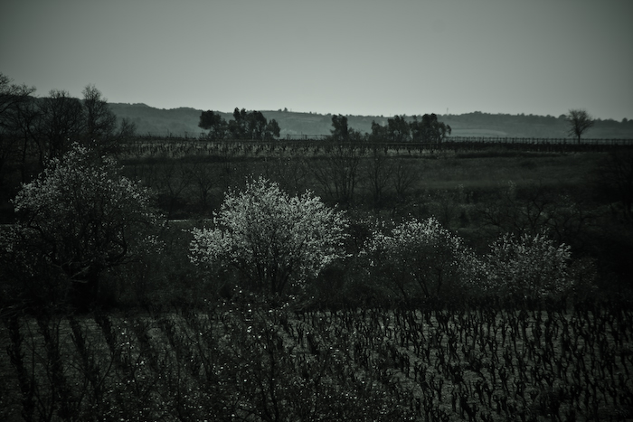 almond trees and grape vines