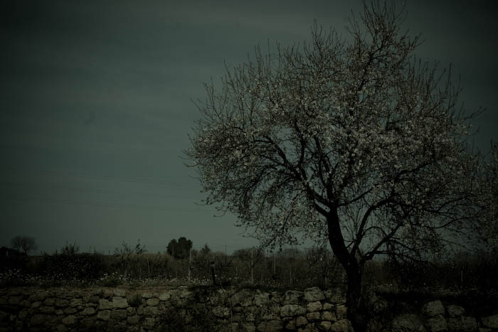 spring