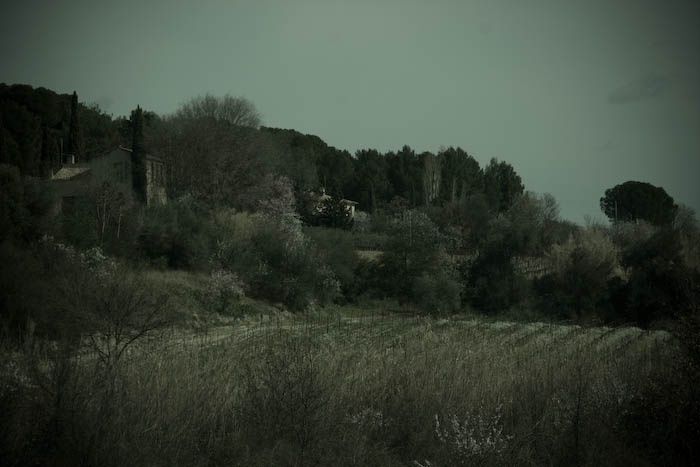 vines