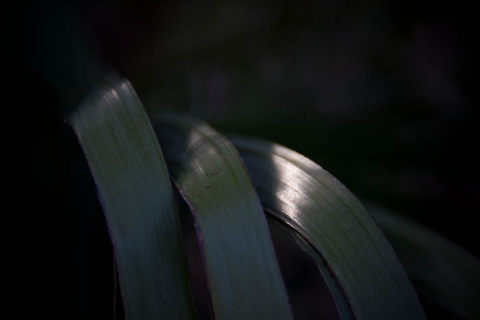 palm-tree