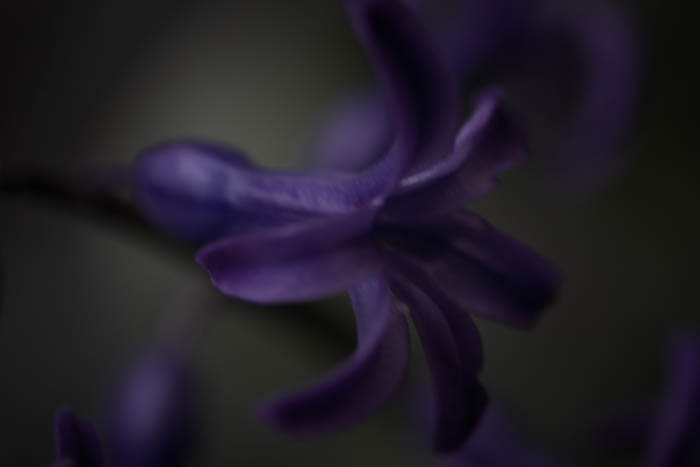 Hyacinthe