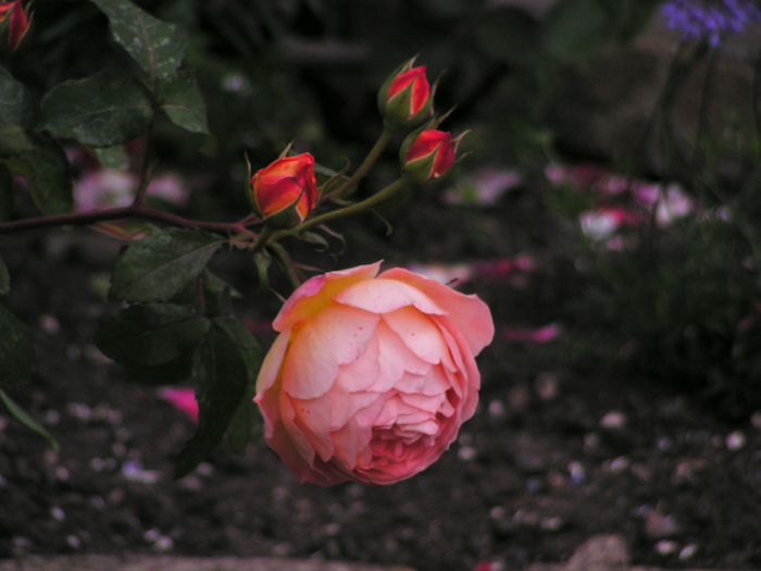 amazing roses of Bath