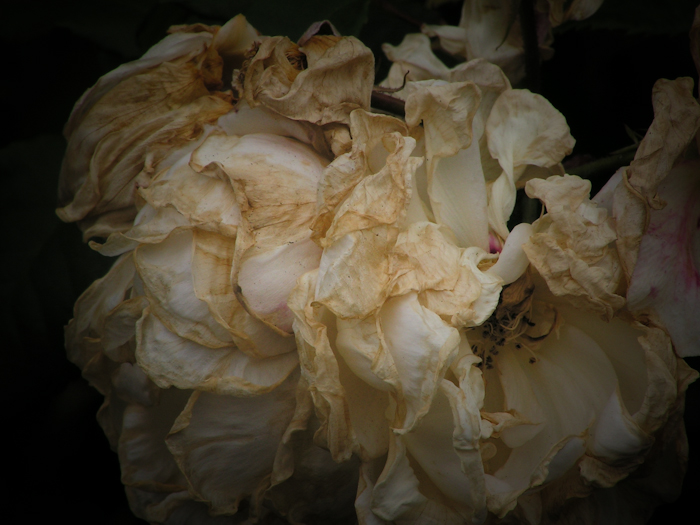 rose decay