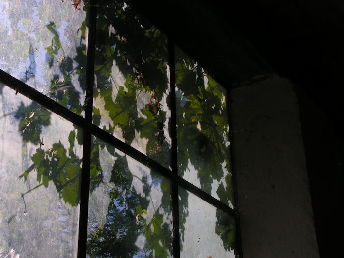 the wild vines are taking over...