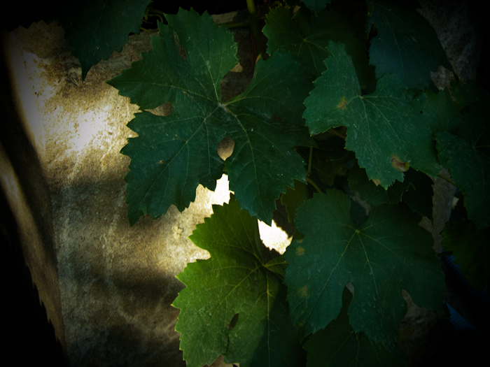 vine leaves
