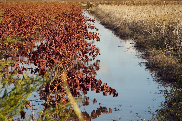 drowned vines...