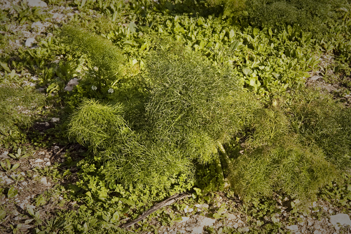 wild fennel: finocchietto selvatico