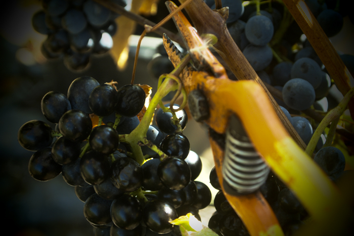 grape picking...