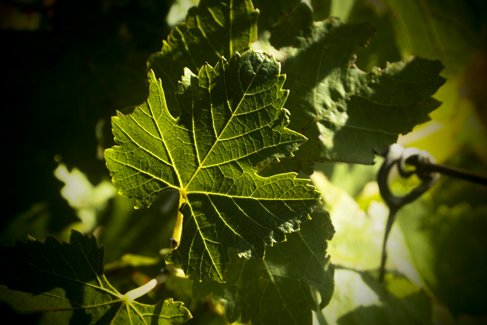 grape picking...