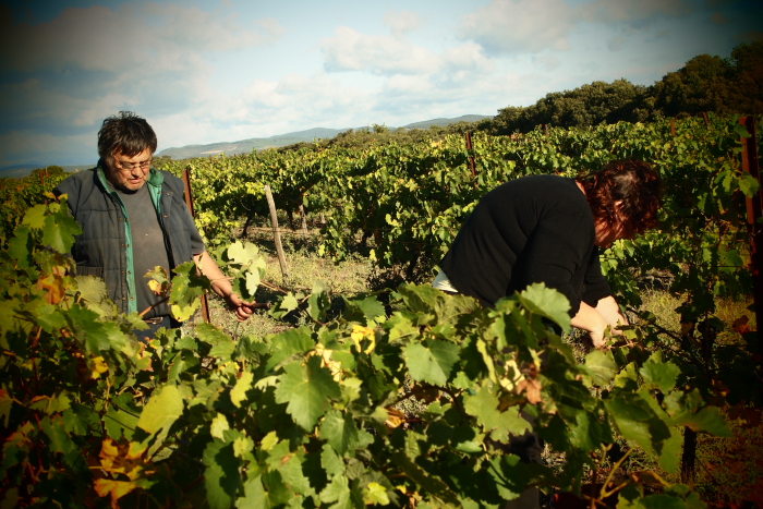 still grape picking...