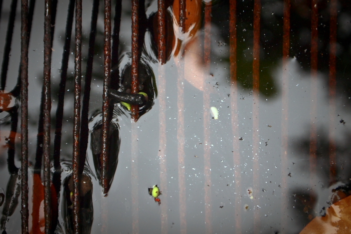 autumn abstraction
