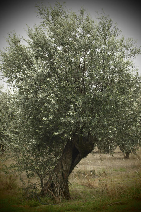 in the olive-grove