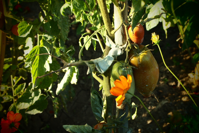 ...  I saw ripening tomatoes