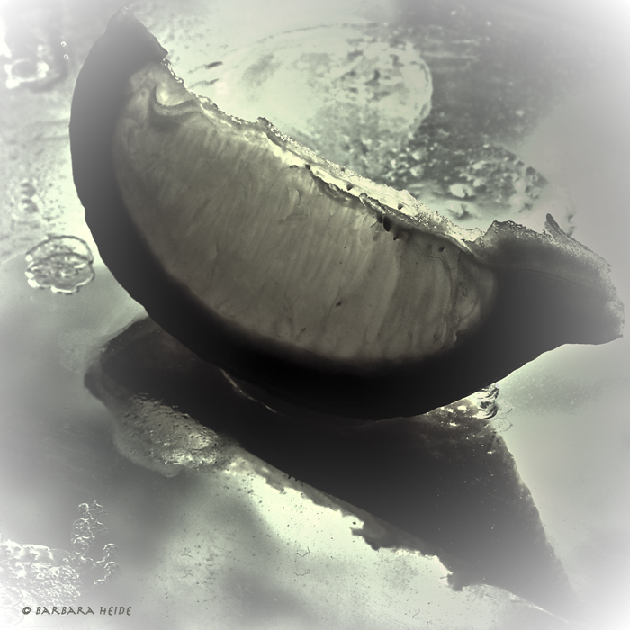 lemon reflection