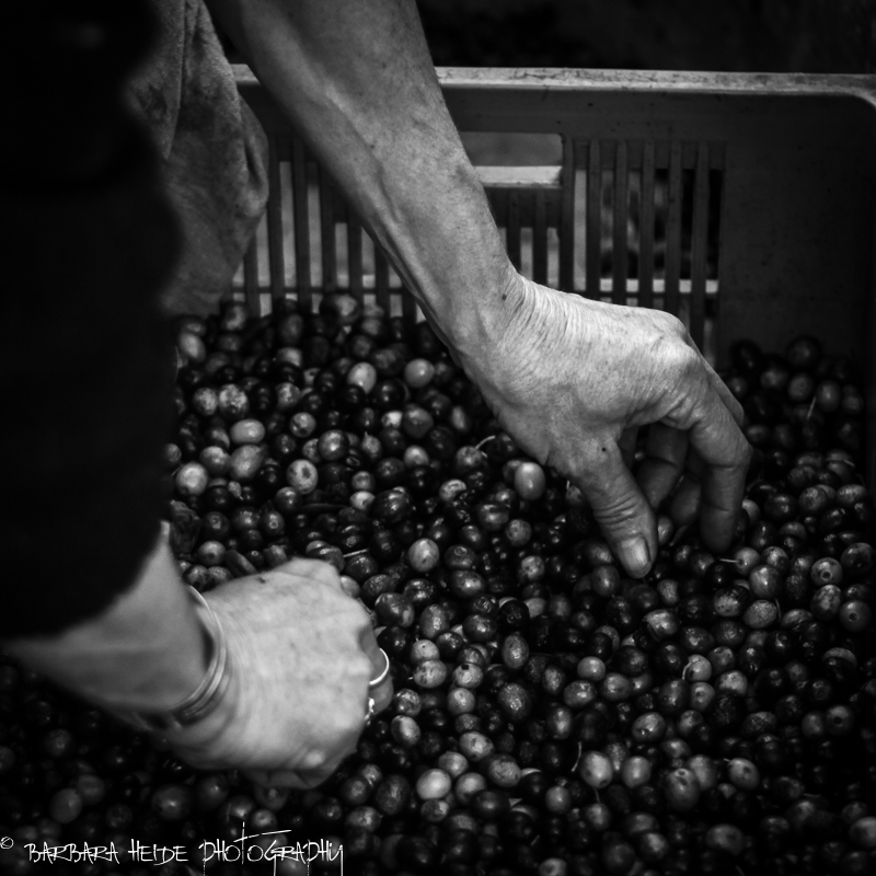 working hands (olives)