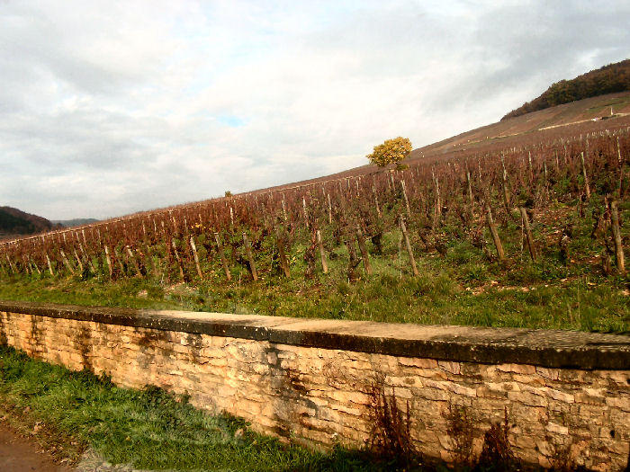 this is where it grows...the Corton Charlemagne
