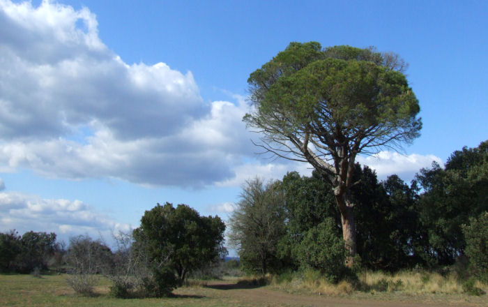 le pin dEloi