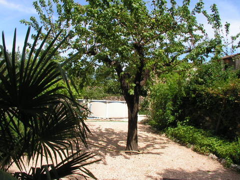 garden view towards the pool