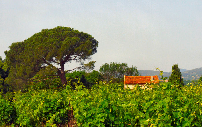 vers Saint Andr de Sangonis